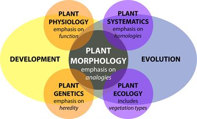 Morphological Plant Modeling: Unleashing Geometric and Topological Potential within the Plant Sciences